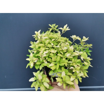 Oregano żółte Origanum vulgare
