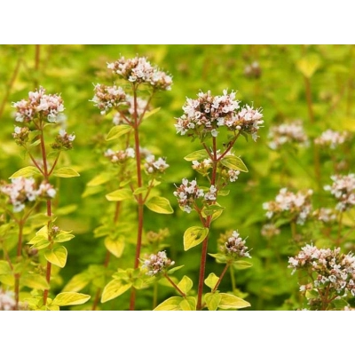 Oregano żółte Origanum vulgare