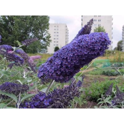 Buddleja daviddi "Dart's Papilon"