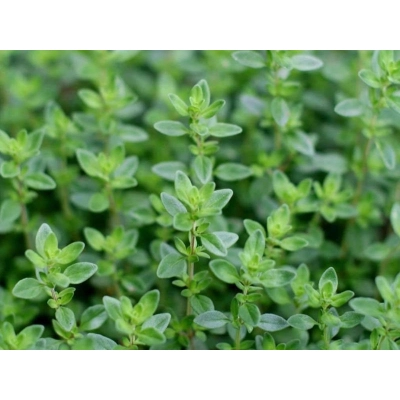 Tymianek Thymus vulgaris