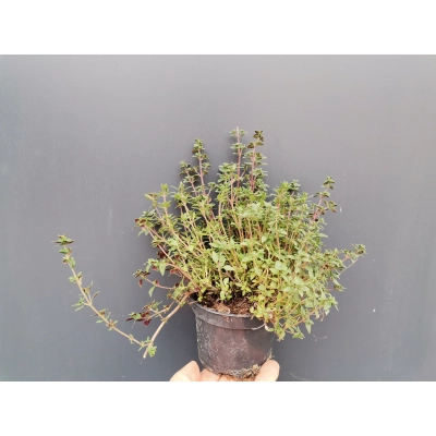 Tymianek Thymus vulgaris