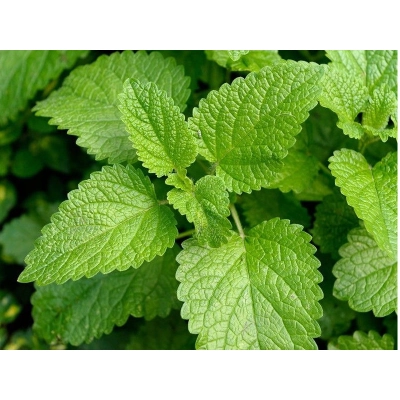 Melisa Melissa officinalis