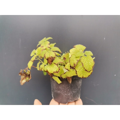 Melisa Melissa officinalis