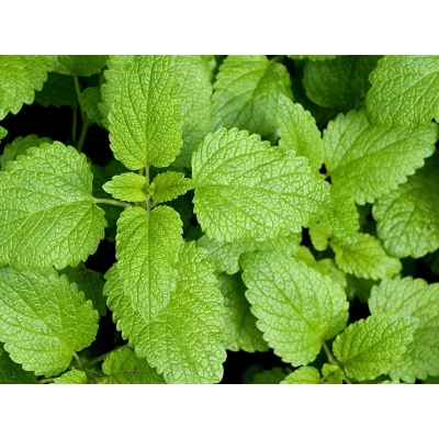 Melisa Melissa officinalis