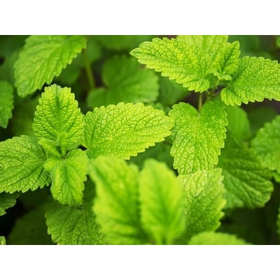 Mięta Cytrynowa Mentha