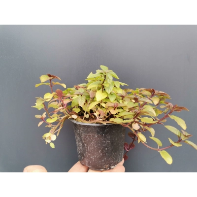 Mięta Cytrynowa Mentha