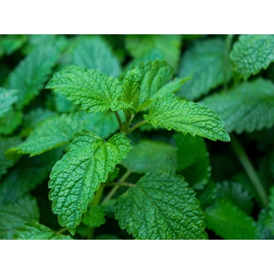 Mięta Pieprzowa  Mentha × piperita