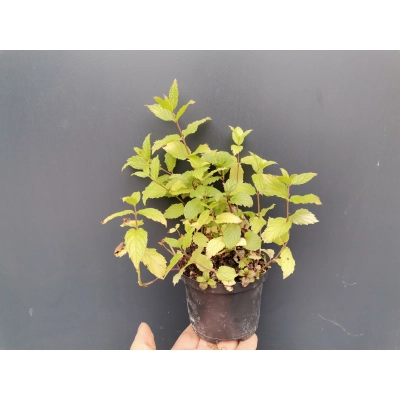 Mięta Pieprzowa  Mentha × piperita