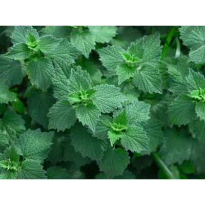 Mięta Pieprzowa  Mentha × piperita