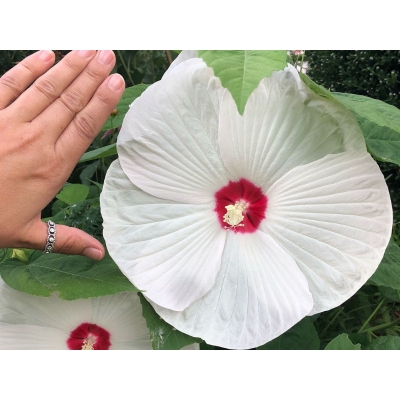 Hibiskus bagienny Hibiscus moscheutos Biały