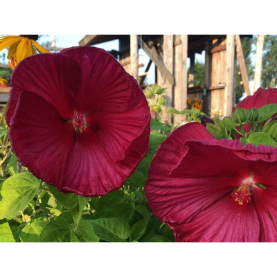 Hibiskus bagienny Hibiscus moscheutos Czerwony