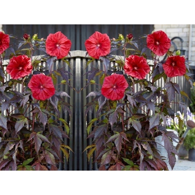 Hibiskus bagienny Hibiscus moscheutos Czerwony