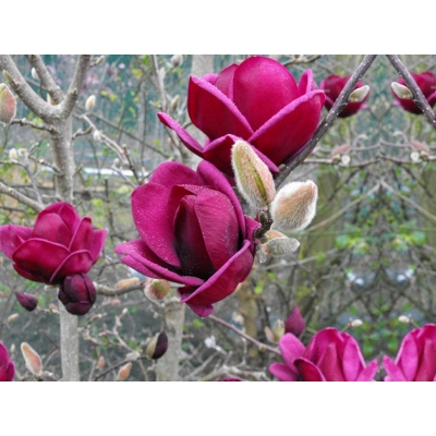 Magnolia soulangeana  Genie