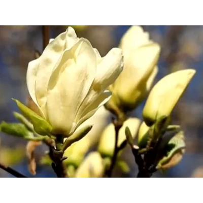 Magnolia soulangeana  Elizabeth Żółta szczepiona