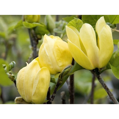 Magnolia soulangeana  Yellow Bird Żółta szczepiona