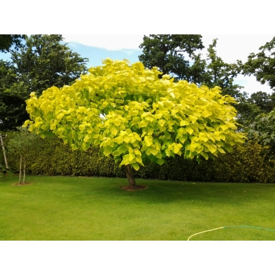 Katalpa Catalpa bignonioides Gigant żółta