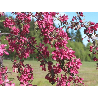 Jabłoń ozdobna Pendula Malus Royal Beauty