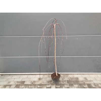Jabłoń ozdobna Pendula Malus Royal Beauty