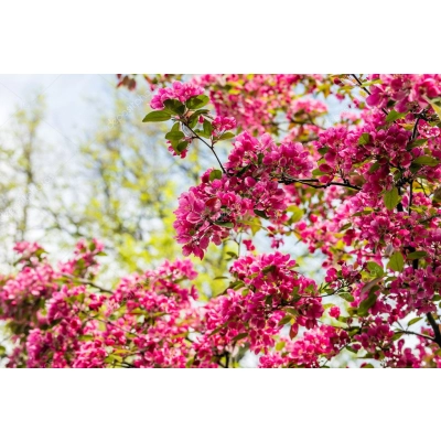 Jabłoń ozdobna Pendula Malus Royal Beauty