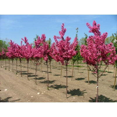 Wiśnia piłkowana Prunus serrulata  Kanzan