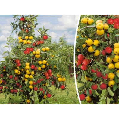 Malus domestica  Jabłoń Duo Mezo Lobo-Ananas