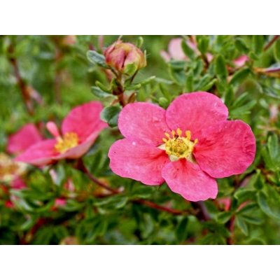 Pięciornik Dasiphora fruticosa Lovely Pink