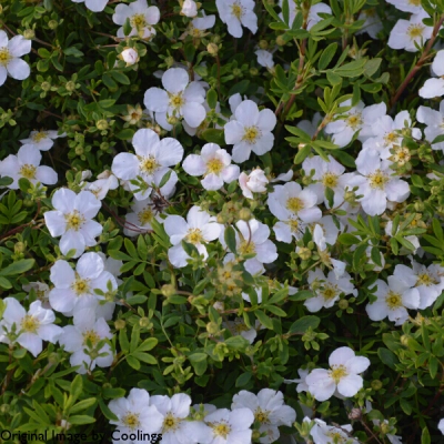 Pięciornik Dasiphora fruticosa Snowbird