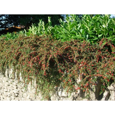 Irga Cotoneaster Horizontalis