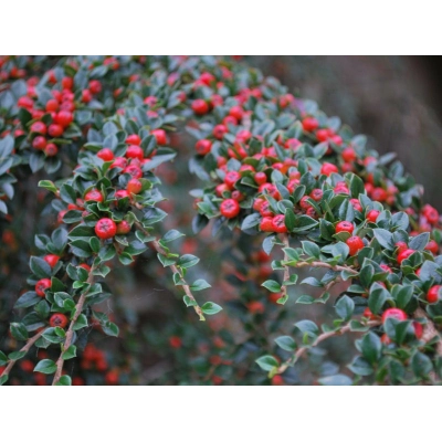 Irga Cotoneaster Horizontalis