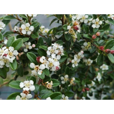 Irga Cotoneaster Coral Beauty