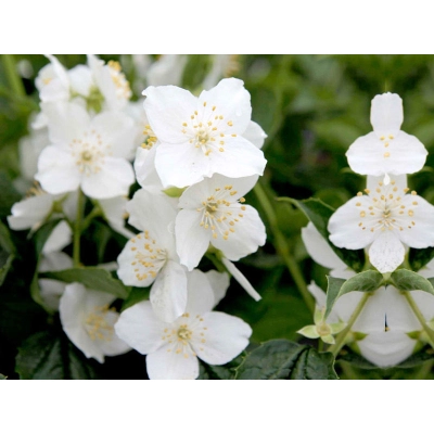 Jaśmin Philadelphus Coronarius