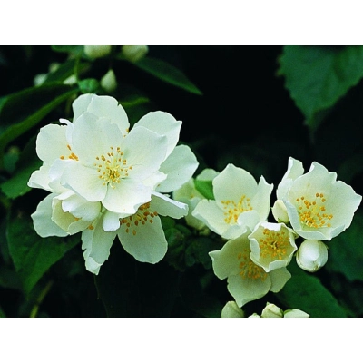 Jaśmin Philadelphus Coronarius