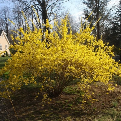 Forsycja Forsythia Intermedia Lynwood gold