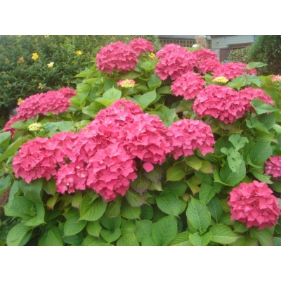Hortensja ogrodowa Hydrangea macrophylla Masja