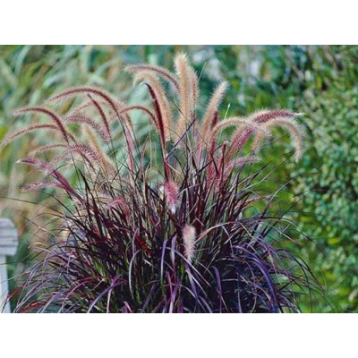 Rozplenica  'Pennisetum Alopecuroides' Rubrum