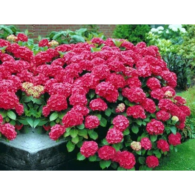 Hortensja ' Hydrangea macrophylla "Red Baron"
