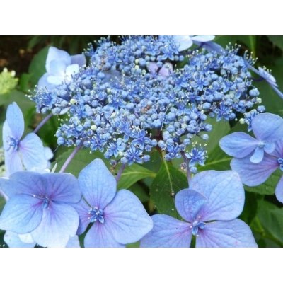 Hortensja ogrodowa 'Hydrangea macrophylla " Labla"