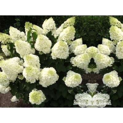 Hortensja bukietowa Hydrangea panikulata Silver dolar