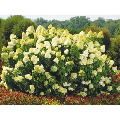Hortensja bukietowa Hydrangea panikulata Limelight