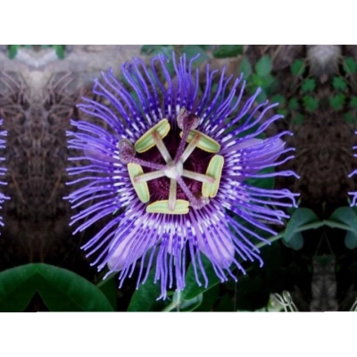 Męczennica 'Passiflora' Victoria