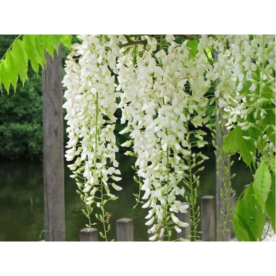 Glicynia, Wisteria floribunda Longissima Alba- Wisteria Biała Alba