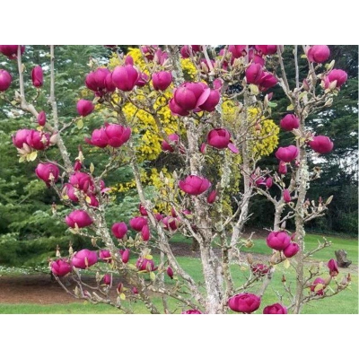 Magnolia soulangeana  Black Tulip