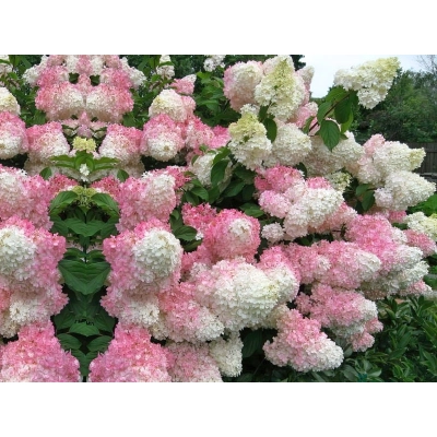 Hortensja bukietowa Hydrangea panikulata Truskawkowa