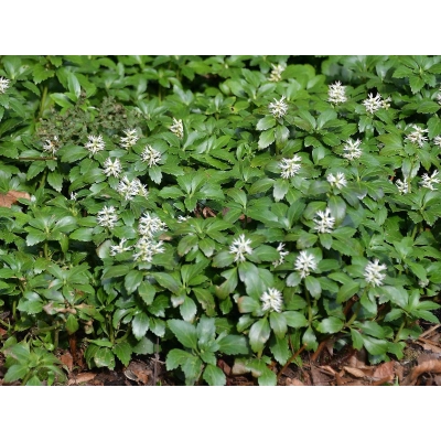 Runianka japońska Green Carpet