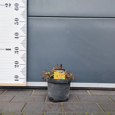 Rudbekia 'Rudbeckia' Goldsturm