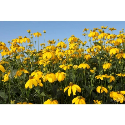 Rudbekia Nitida