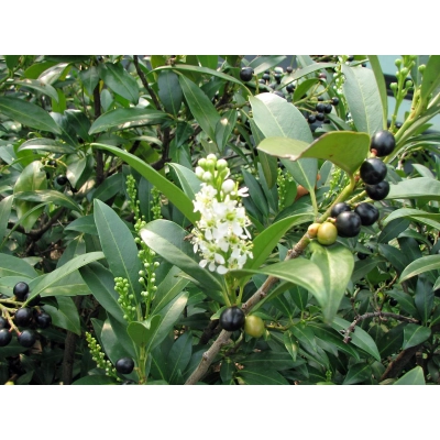 Laurowiśnia wschodnia Rotundifolia