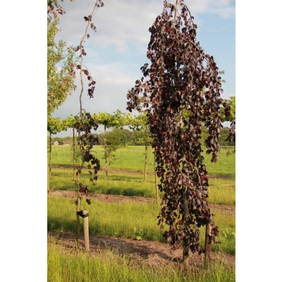 Buk szczepiony na Pniu Purpurea pendula