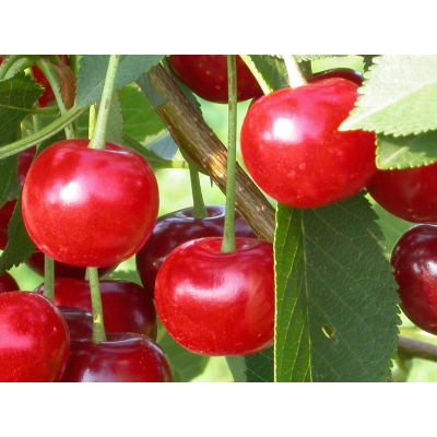 Wiśnia karłowa Prunus fruticosa 'Szklanka'