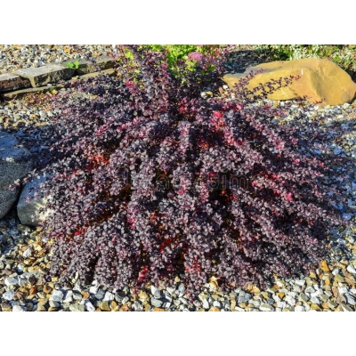 Berberys Atropurpurea nana